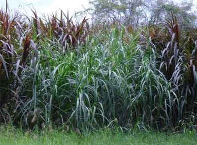 Pastos de Corte para el trópico - Image 10