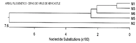 Enfermedad de Newcastle - Image 2