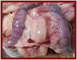 Coccidiosis Aviar - Image 1