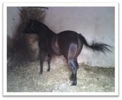 Crónicas en la alimentación de su caballo - Image 2