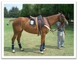 Crónicas en la alimentación de su caballo - Image 5
