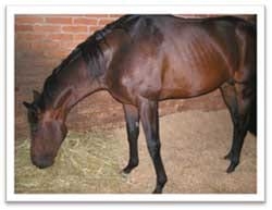 Crónicas en la alimentación de su caballo - Image 7