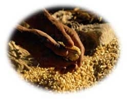 Crónicas en la alimentación de su caballo - Image 16