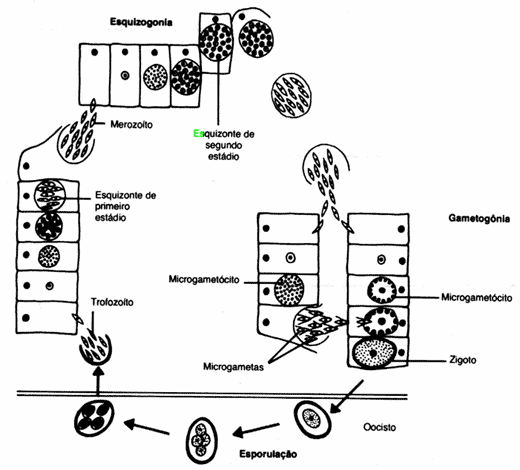 Criptosporidiosis una enfermedad parasitaria para tener en cuenta en el ganado vacuno. - Image 1