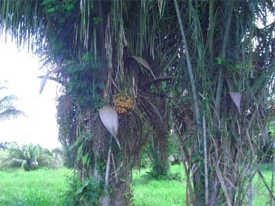 El potencial del suministro directo y sin procesar en las praderas con cultivos como la yuca, caña, leguminosas, árboles forrajeros y arvenses para alimentar el ganado - Image 4
