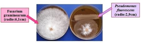 Bacterias Solubilizadoras de Fósforo - Image 3