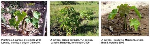 Jatropha, Perspectivas para la República Argentina - Image 1