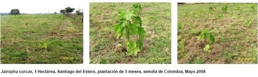 Jatropha, Perspectivas para la República Argentina - Image 2