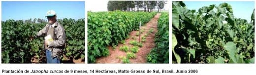 Jatropha, Perspectivas para la República Argentina - Image 3