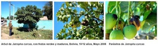 Jatropha, Perspectivas para la República Argentina - Image 4