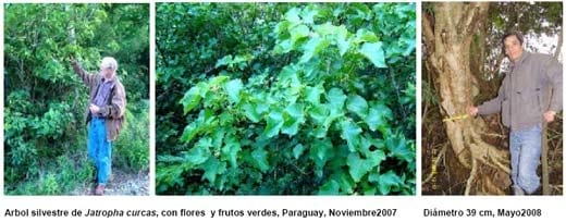 Jatropha, Perspectivas para la República Argentina - Image 5