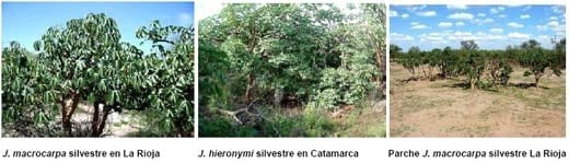 Jatropha, Perspectivas para la República Argentina - Image 10