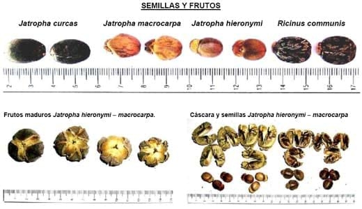 Jatropha, Perspectivas para la República Argentina - Image 11