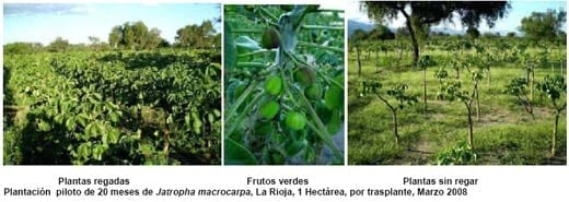 Jatropha, Perspectivas para la República Argentina - Image 12