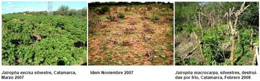 Jatropha, Perspectivas para la República Argentina - Image 13