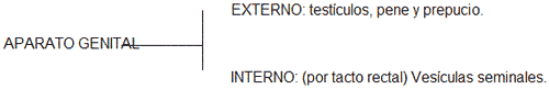 Examen de Fertilidad en Toros - Image 1