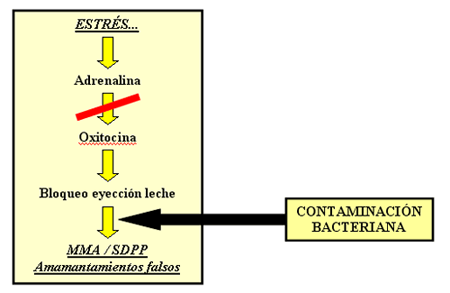 Protocolo de actuación para prevenir-tratar el síndrome MMA (Metritis Mamitis Agalaxia) o SDPP (Síndrome Disgalaxia PostParto). - Image 1