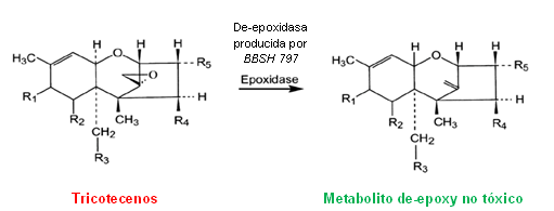 Biotransformación, Adsorción, Bioprotección - Tres estrategias combinadas garantizan el éxito en el control de micotoxinas - Image 1