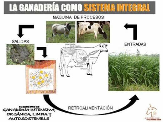 Beneficios de la Ganadería Intensiva Tropical con Resultados de Campo - Image 2