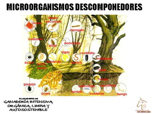 Beneficios de la Ganadería Intensiva Tropical con Resultados de Campo - Image 3