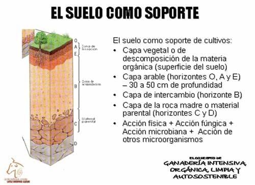 Beneficios de la Ganadería Intensiva Tropical con Resultados de Campo - Image 4