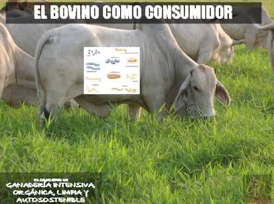 Beneficios de la Ganadería Intensiva Tropical con Resultados de Campo - Image 5