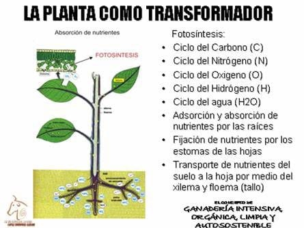Beneficios de la Ganadería Intensiva Tropical con Resultados de Campo - Image 6