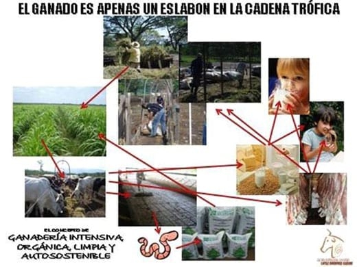 Beneficios de la Ganadería Intensiva Tropical con Resultados de Campo - Image 7