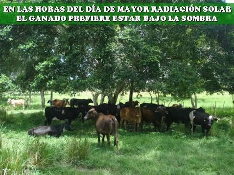Beneficios de la Ganadería Intensiva Tropical con Resultados de Campo - Image 9