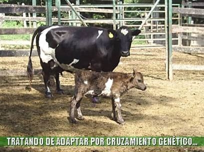 Beneficios de la Ganadería Intensiva Tropical con Resultados de Campo - Image 11