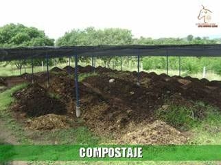 Beneficios de la Ganadería Intensiva Tropical con Resultados de Campo - Image 12