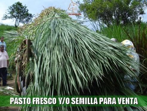 Beneficios de la Ganadería Intensiva Tropical con Resultados de Campo - Image 15