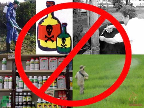 Beneficios de la Ganadería Intensiva Tropical con Resultados de Campo - Image 16