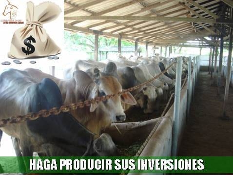 Beneficios de la Ganadería Intensiva Tropical con Resultados de Campo - Image 18
