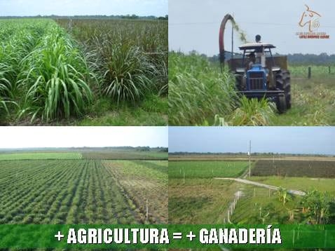 Beneficios de la Ganadería Intensiva Tropical con Resultados de Campo - Image 19