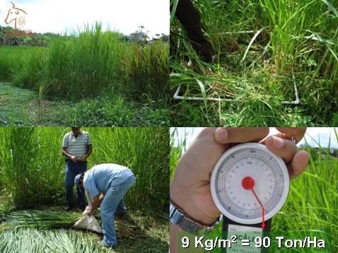Beneficios de la Ganadería Intensiva Tropical con Resultados de Campo - Image 20