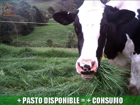 Beneficios de la Ganadería Intensiva Tropical con Resultados de Campo - Image 21