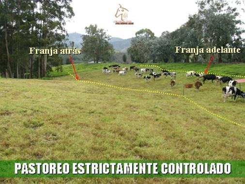 Beneficios de la Ganadería Intensiva Tropical con Resultados de Campo - Image 22
