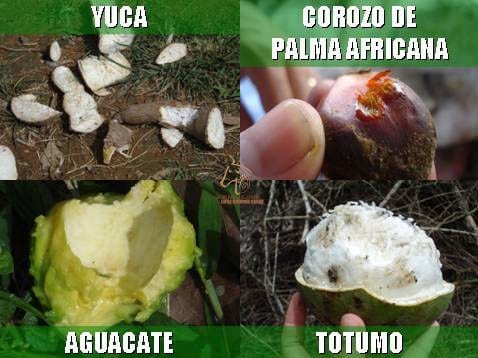 Beneficios de la Ganadería Intensiva Tropical con Resultados de Campo - Image 24