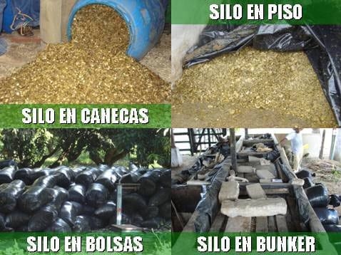 Beneficios de la Ganadería Intensiva Tropical con Resultados de Campo - Image 25