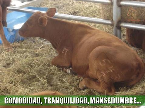 Beneficios de la Ganadería Intensiva Tropical con Resultados de Campo - Image 26