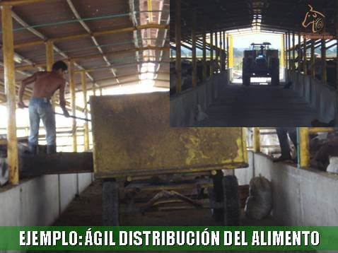 Beneficios de la Ganadería Intensiva Tropical con Resultados de Campo - Image 27