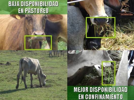 Beneficios de la Ganadería Intensiva Tropical con Resultados de Campo - Image 28