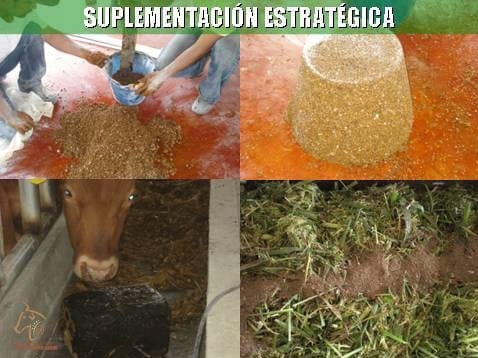 Beneficios de la Ganadería Intensiva Tropical con Resultados de Campo - Image 29