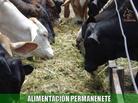 Beneficios de la Ganadería Intensiva Tropical con Resultados de Campo - Image 30