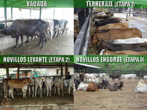 Beneficios de la Ganadería Intensiva Tropical con Resultados de Campo - Image 31