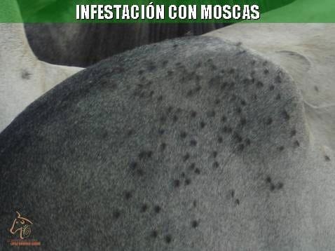 Beneficios de la Ganadería Intensiva Tropical con Resultados de Campo - Image 33