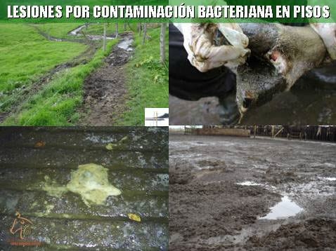 Beneficios de la Ganadería Intensiva Tropical con Resultados de Campo - Image 34