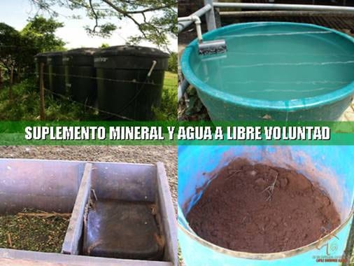 Beneficios de la Ganadería Intensiva Tropical con Resultados de Campo - Image 35