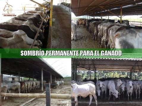 Beneficios de la Ganadería Intensiva Tropical con Resultados de Campo - Image 36